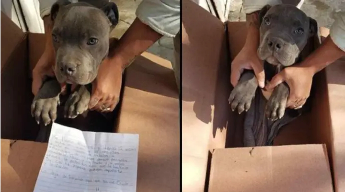 Dreng efterlader hundehvalp: Årsagen er chokerende