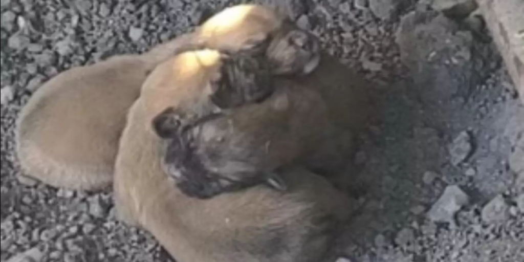 Hundehvalpe efterladt udenfor i det kolde vejr: Men det var ikke alt som de fandt