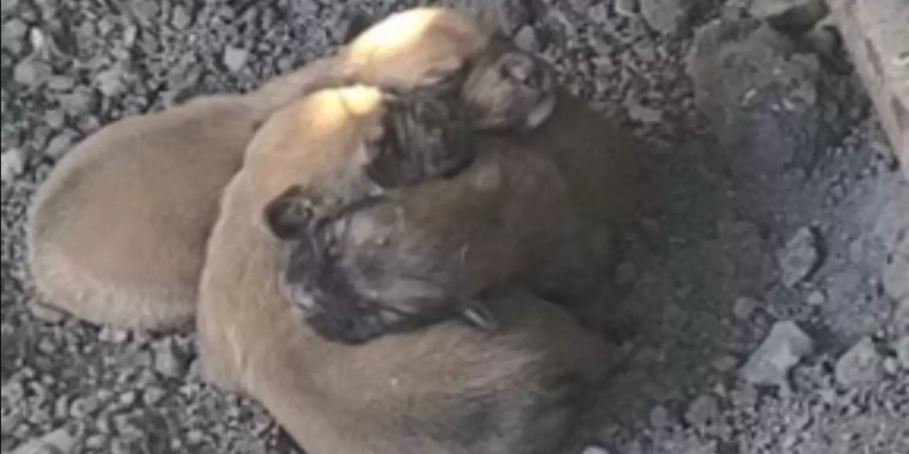 Hundehvalpe efterladt udenfor i det kolde vejr: Men det var ikke alt som de fandt