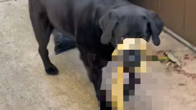 Hund vendte hjem med stor overraskelse: Ejeren ringede straks efter hjælp