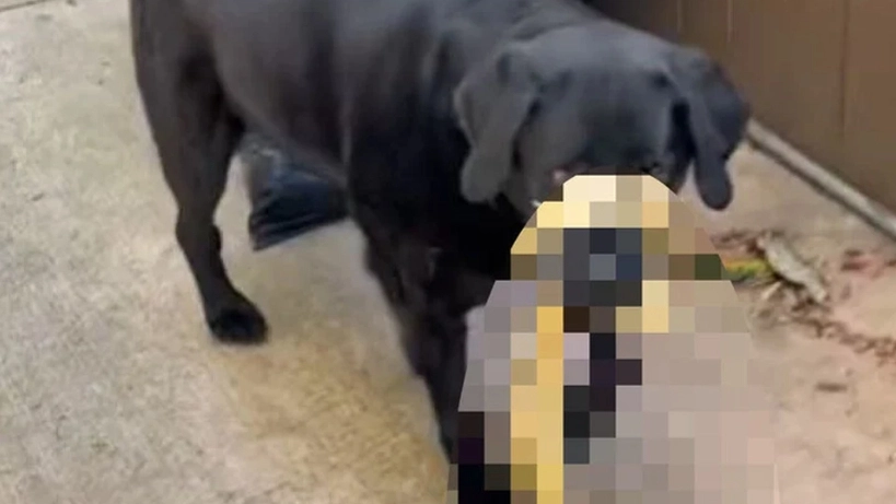 Hund vendte hjem med stor overraskelse: Ejeren ringede straks efter hjælp