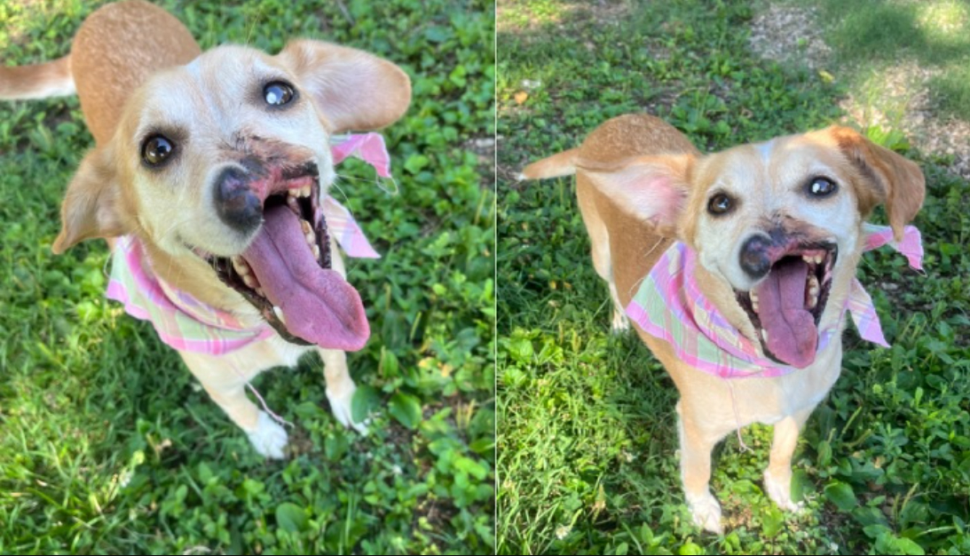 Hunden Nona mistede noget af munden: I dag er hunden glad, trods tragedie