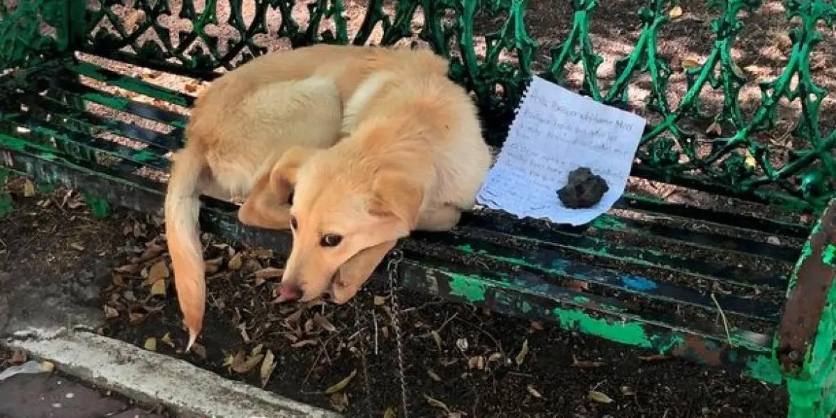 Barn binder sin hund fast til parkbænk, efterlader en hjerteskærende seddel og forlader hunden
