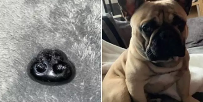 Rædselsslagen hundeejer: Min hunds snude er faldet af!