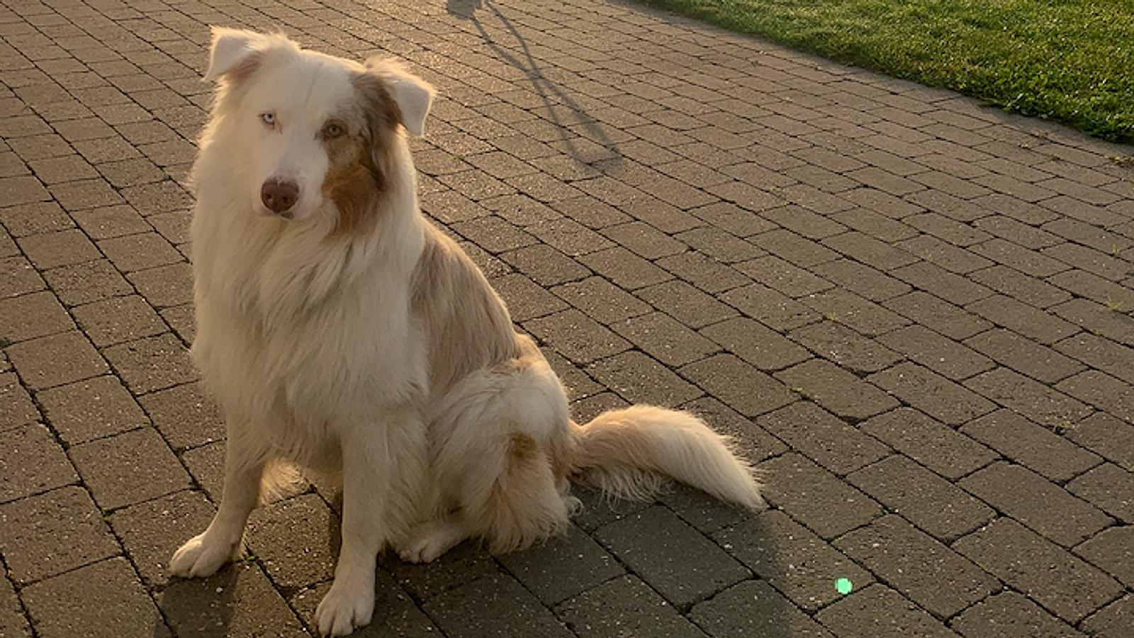 Smitsom hundesygdom i omløb