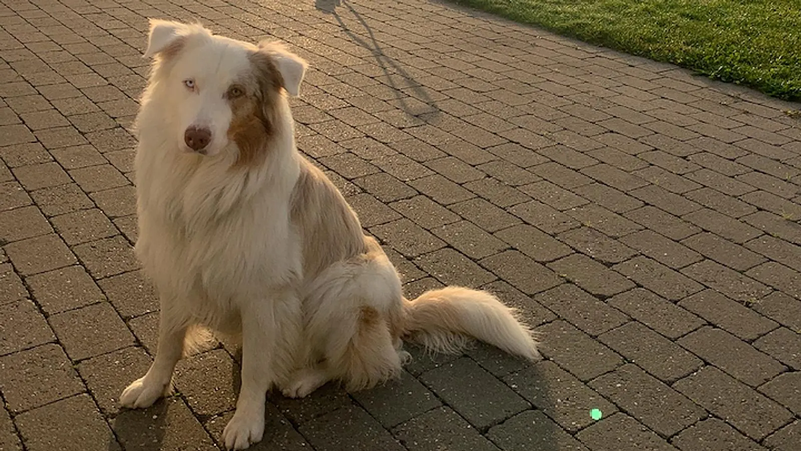 Smitsom hundesygdom i omløb