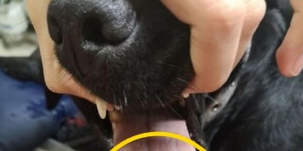 Par deler vanvittigt billede: Hund kom meget galt af sted med legetøj