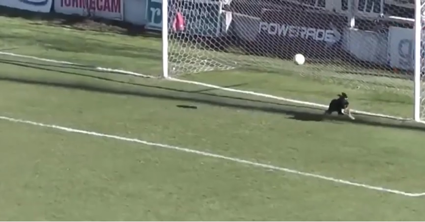 Video: Hund redder bold på stregen i argentinsk fodboldkamp