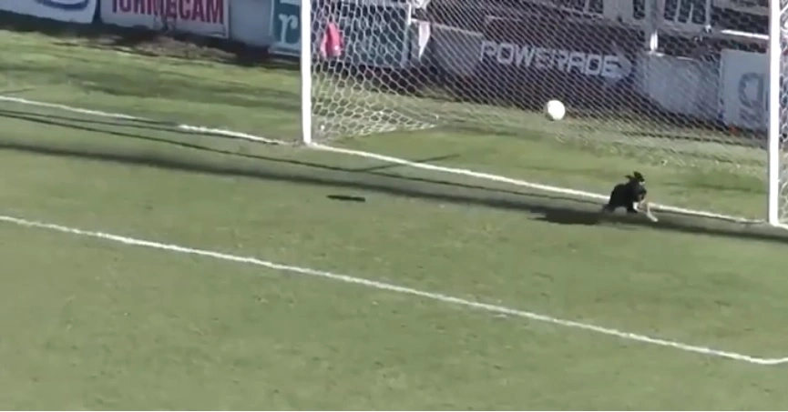 Video: Hund redder bold på stregen i argentinsk fodboldkamp