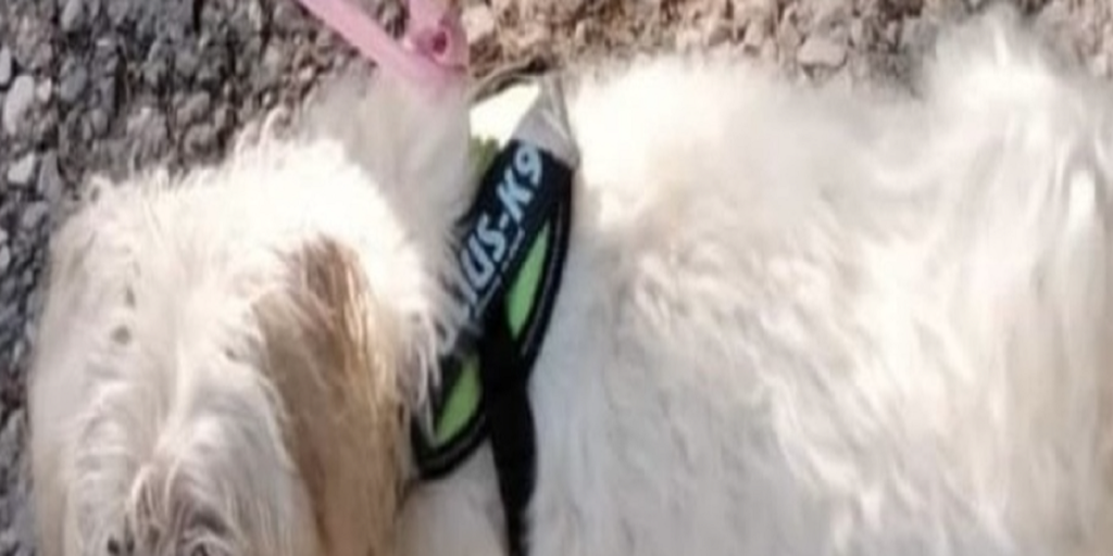 Politiet ville give kvinde bøde for ikke at have sin hund i snor: Så udtænker hun smart trick og undgår bøde