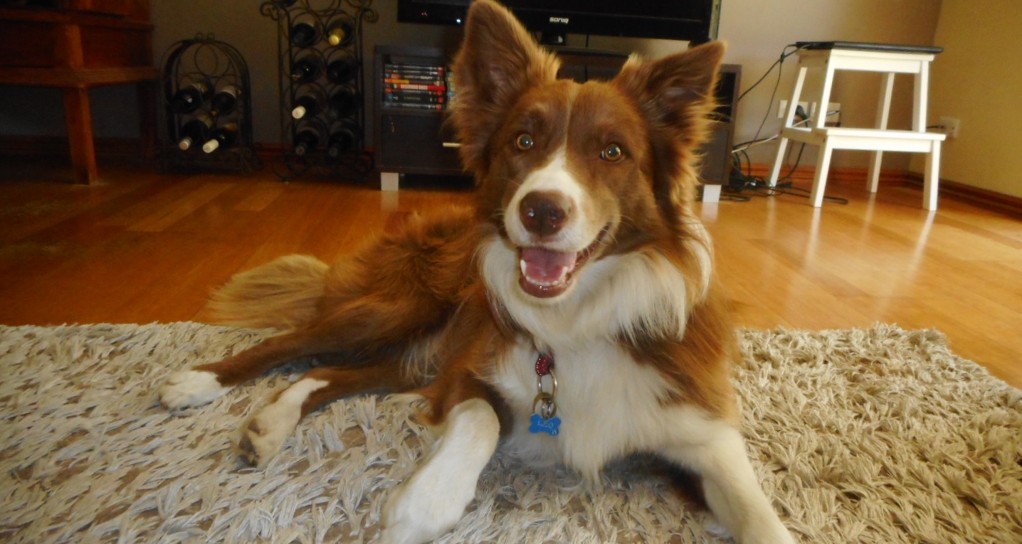 Skulle passe vens hund – Vil ikke give den tilbage igen