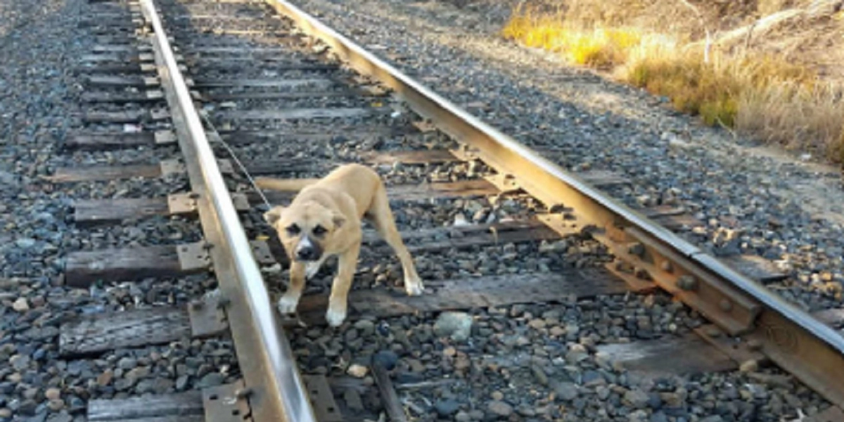 Mand opdager en hund på togskinnerne: Så går den grusomme sandhed op for ham