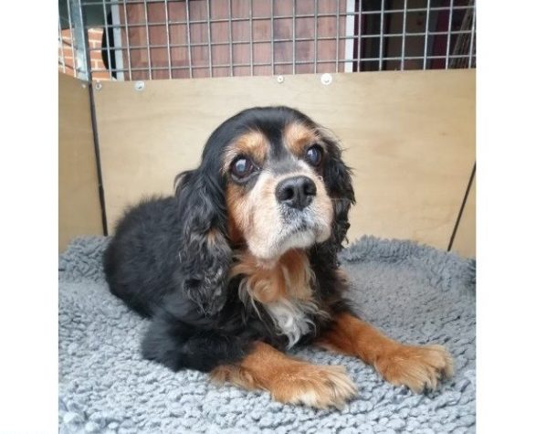 Politiet efterlyser denne hunds ejer