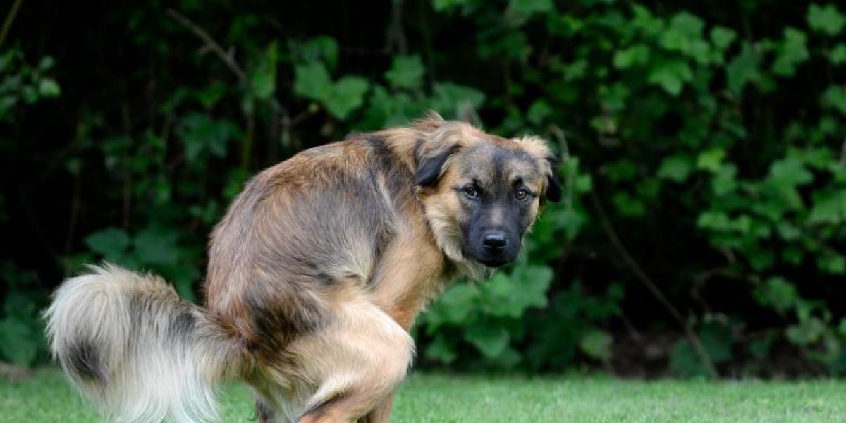 Derfor stirrer din hund på dig, når den skider