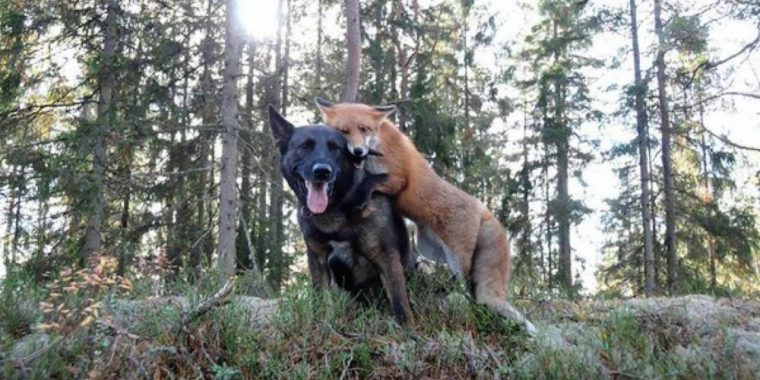 Hunden forsvinder ind i skoven hver dag, og ejeren får et chok, da han ser hvorfor