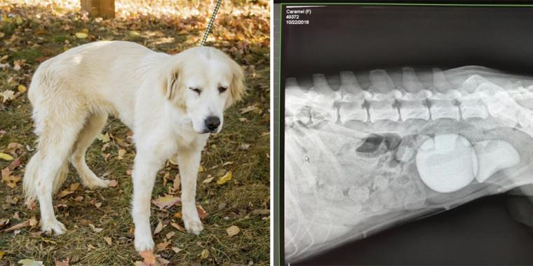Hund opfører sig mærkeligt i månedsvis: Dyrlægen er lamslået, da han ser røntgenbilledet