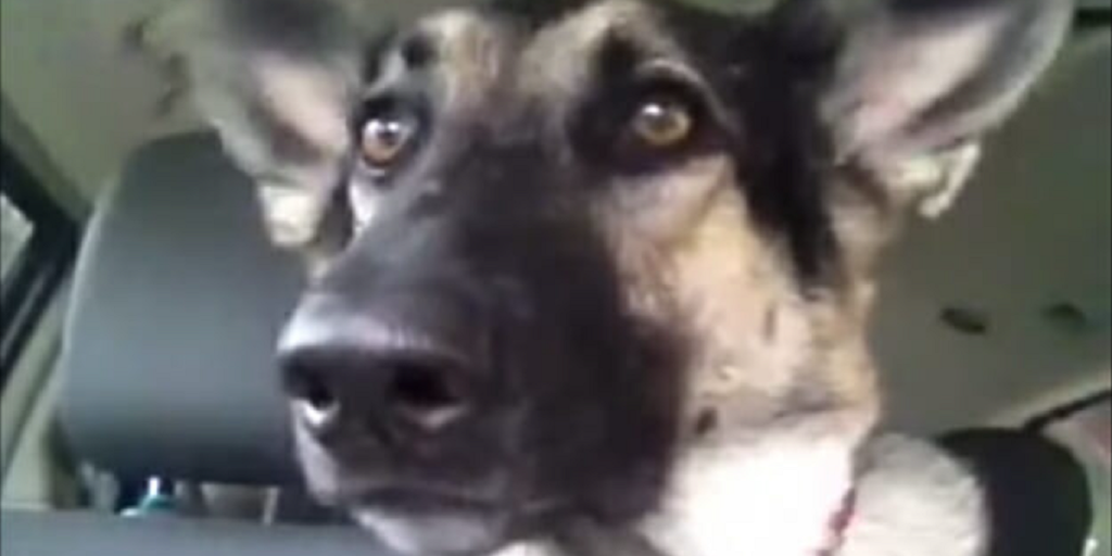 Hunden sidder helt roligt i bilen: Se hvad der sker, når ejeren sætter musik på