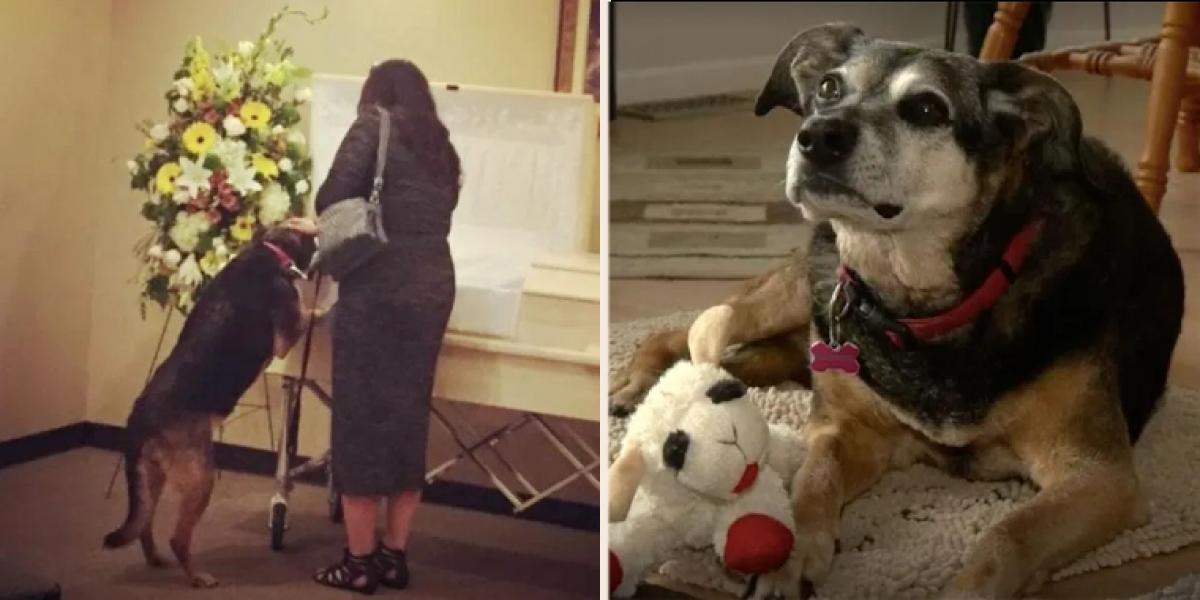 Det som sker når hunden kigger i kisten til ‘Far’ rør de fleste