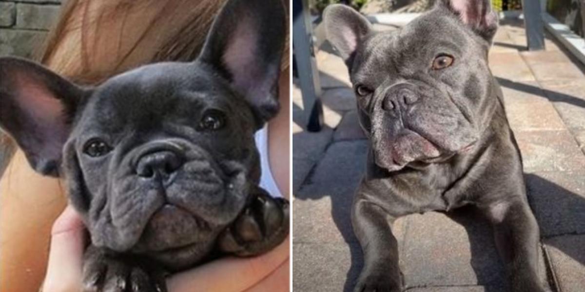 Finder ‘klump’ på hunds bryst og skynder sig til dyrlæge: Så indser hun sin pinlige fejl