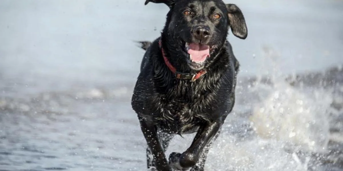 Chris lod sin hund svømme i havet – tre dage senere var den død