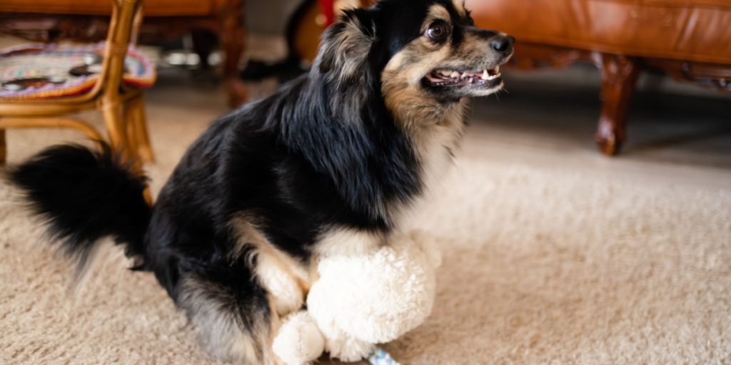 ‘Min hund gjorde min vens hund drægtig – Jeg nægter at betale for hvalpene’