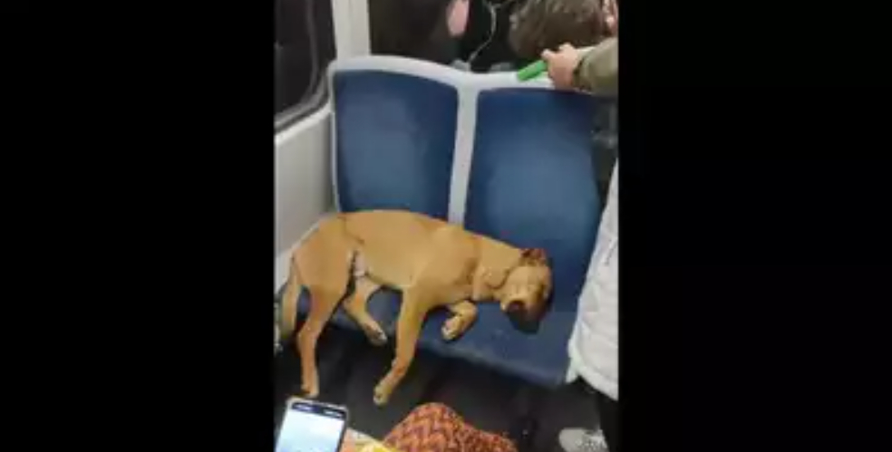 I Kina spiser de hundene… Men i Chile foregår der noget helt andet!