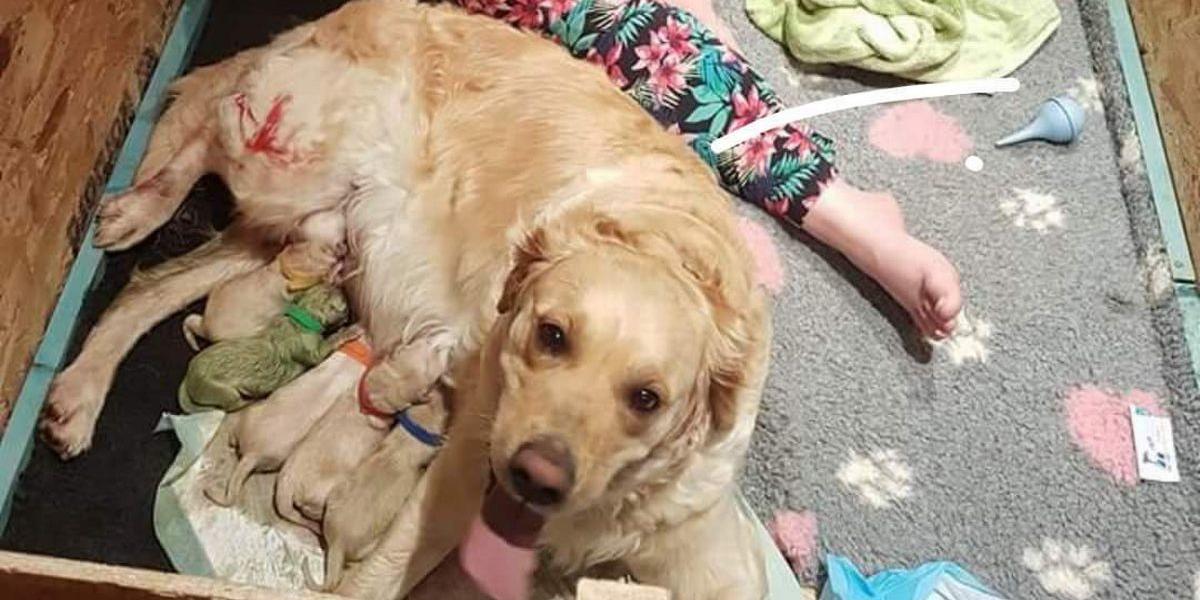 Louise i chok efter hendes golden retriever føder grøn hvalp