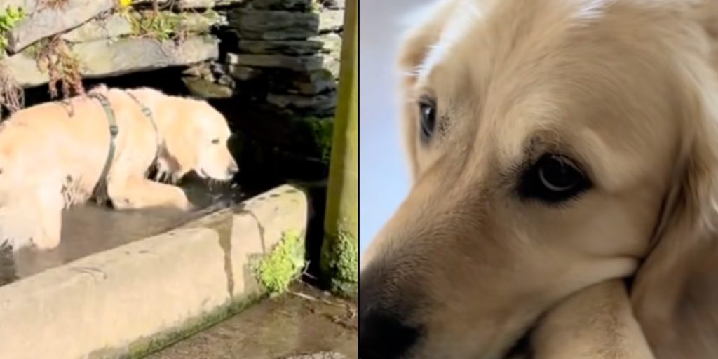 Ejer ville gå hurtig tur med hund inden arbejde: Det endte med at tage uventet drejning