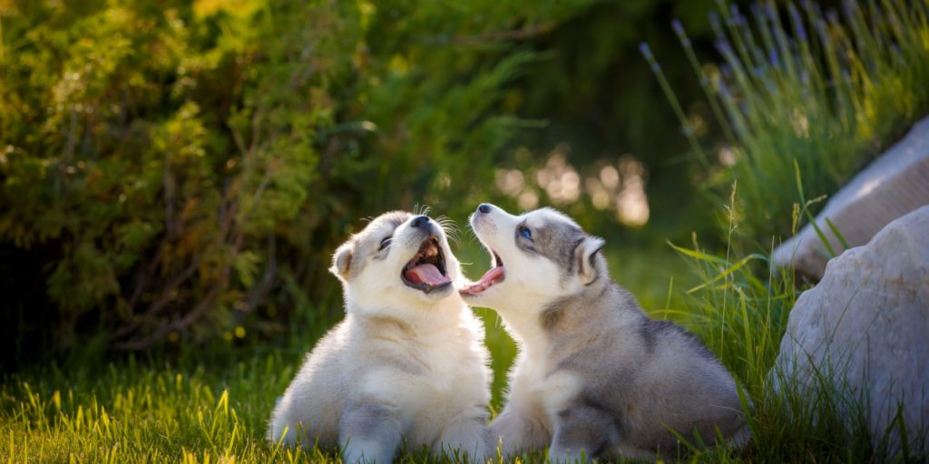 2 husky-hvalpe blev alvorligt såret, da de blev kastet over et hegn: Så tager tingene en drejning
