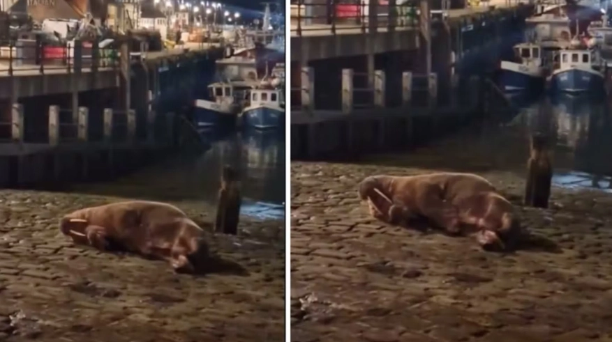 Folk i chok: Hvalros svømmede op på stranden og begyndte at tilfredsstille sig selv