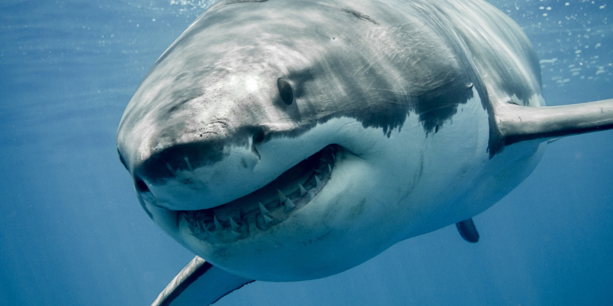 Haj-ekspert afslører: Dette må du aldrig gøre, hvis du bliver angrebet af en haj