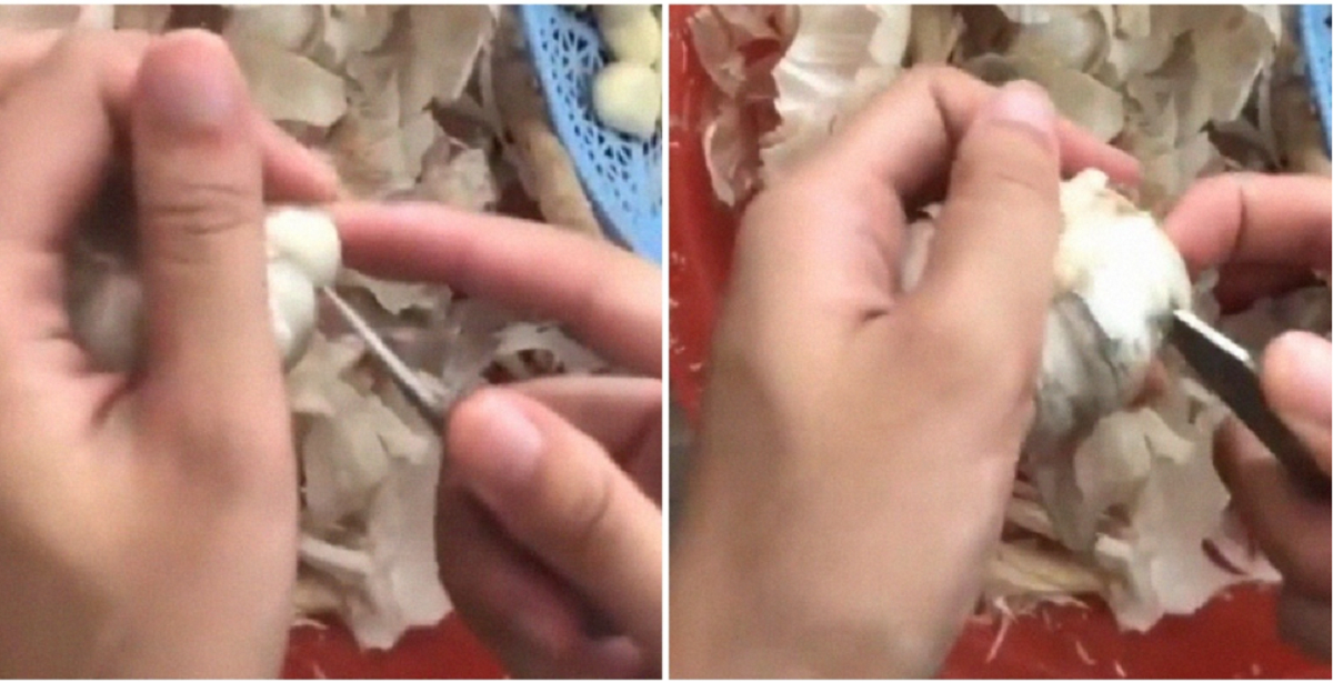 Genialt trick til at skrælle hvidløg: Når du har prøvet det, så gør du aldrig andet