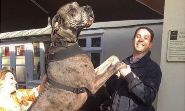 226 centimeter på bagbenene: Verdens højeste hund er død