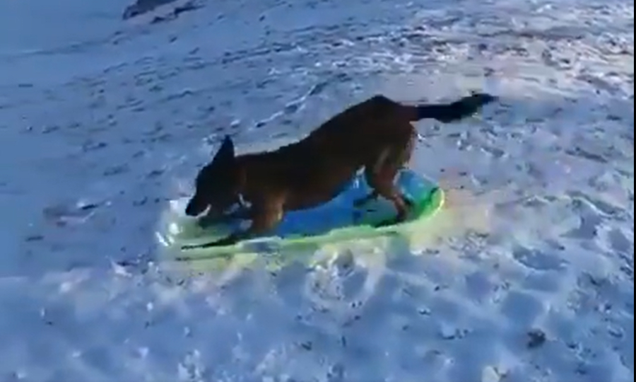 Sjov i sneen: Hun kælker på egen hånd