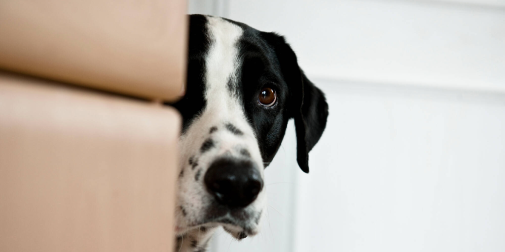 Kan være livstruende: Sådan skal du gøre, når hunden gør det
