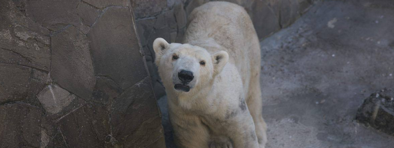 Zoologisk have beder om hjælp: Dyrene sulter