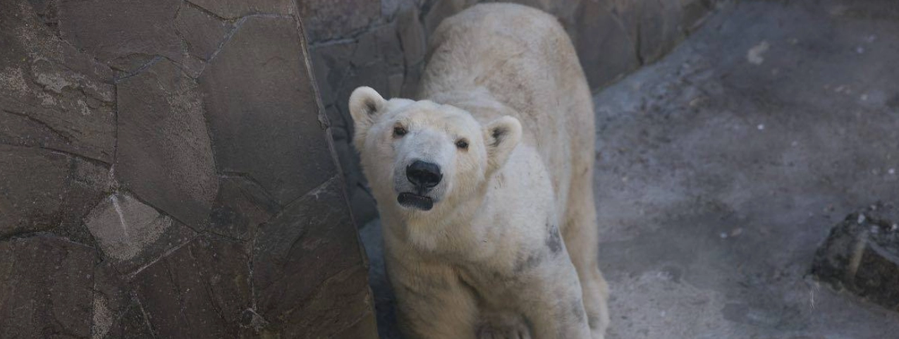 Zoologisk have beder om hjælp: Dyrene sulter