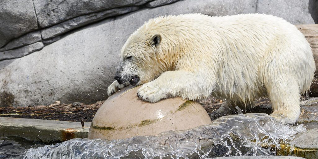 Dansk zoo evakuerer: Isbjørn på fri fod
