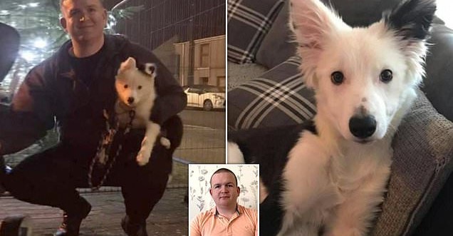 Hundetyve vælger det forkerte offer, da de prøver at stjæle hvalp fra en tidligere bokser