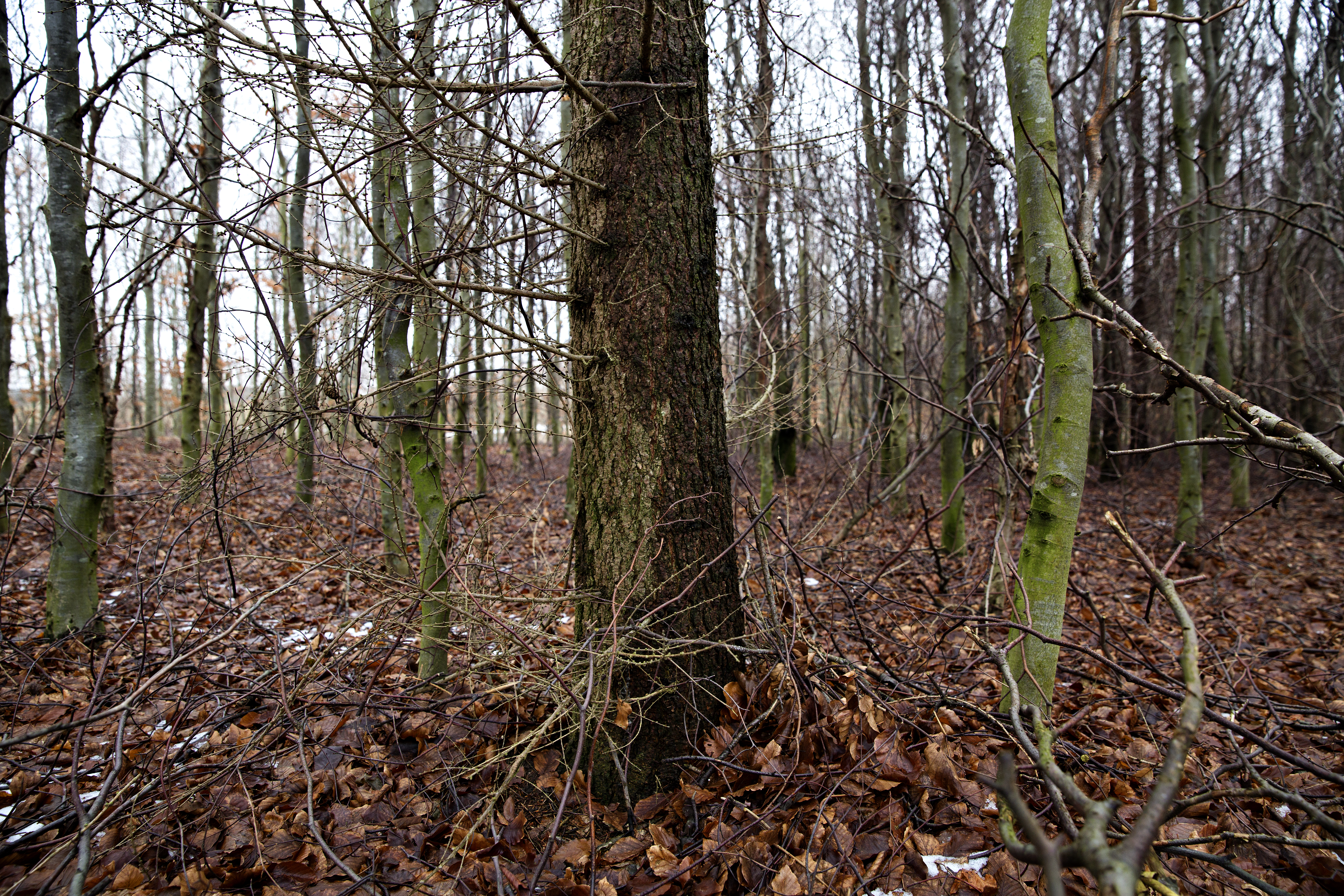 Skovgæst slå alarm, da han så, hvad der lå i nordsjællandsk skov