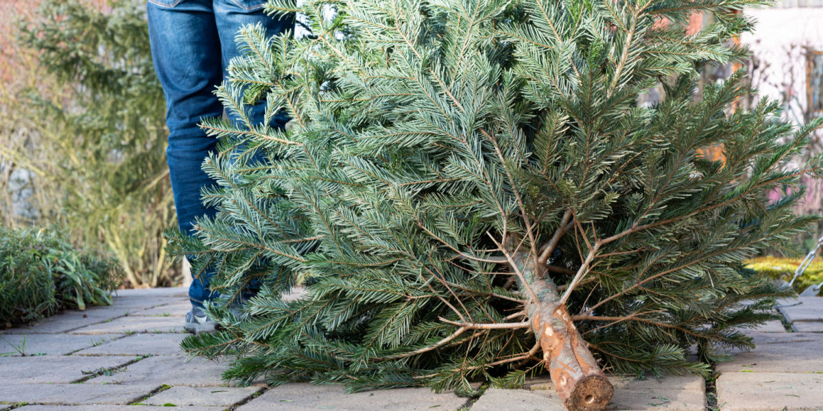 Det vidste du ikke, at dit ‘gamle’ juletræ kan bruges til