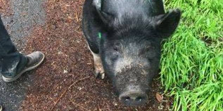 Skulle passe på kælegrisen ’Princess’ i en time – Valgte at slagte hende