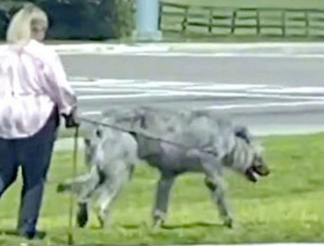 Kvinde set gå med kæmpe hund: Men er det en hund?