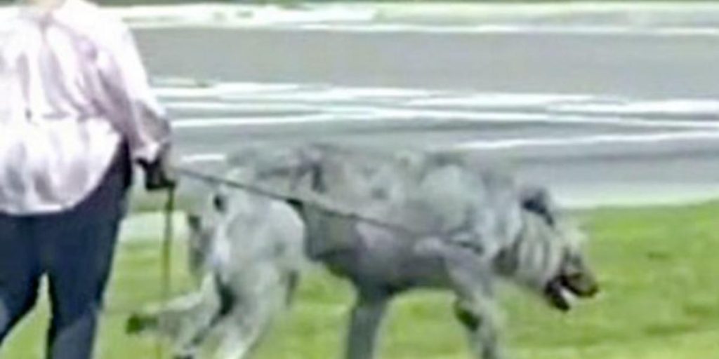 Kvinde set gå med kæmpe hund: Men er det en hund?