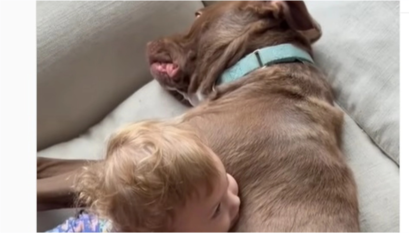 Lille pige ville kysse kamphund: Så sker det uventede