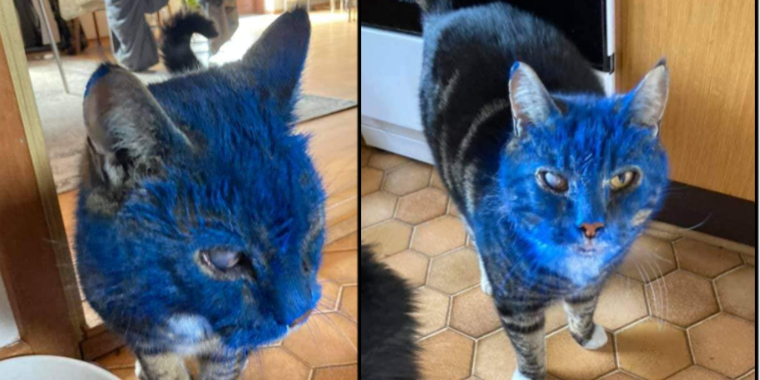 Dennis’ kat overdænget med blå maling