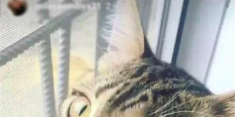 Anna så et billede af en kat på Instagram: Så slog hun op med sin kæreste