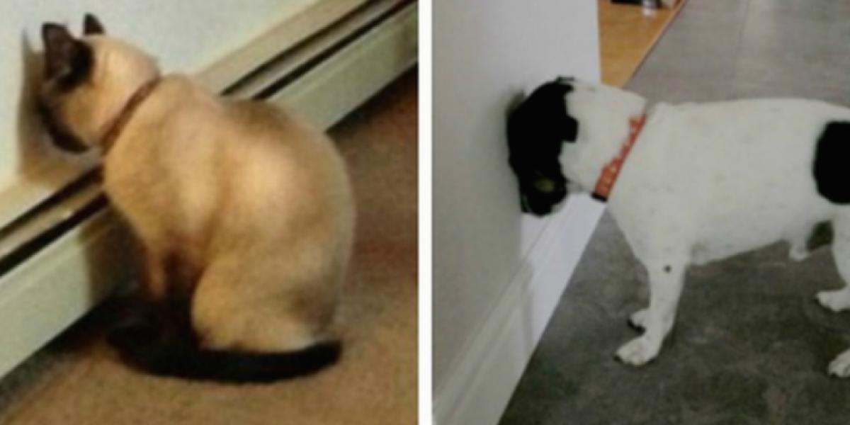 Det ser måske sødt ud, når dine kæledyr gør dette, men du bør tage til dyrlægen med det samme