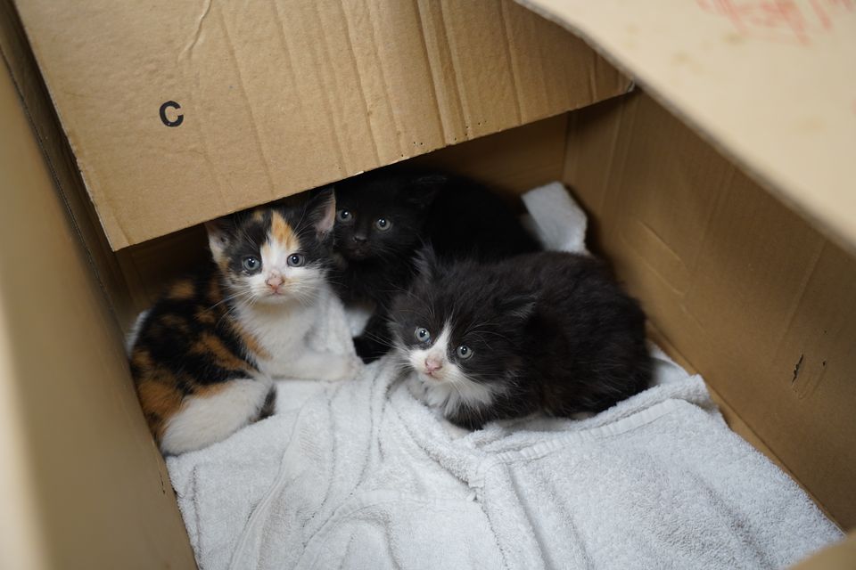 Kan dø af sult og kulde: Markant stigning skaber bekymring