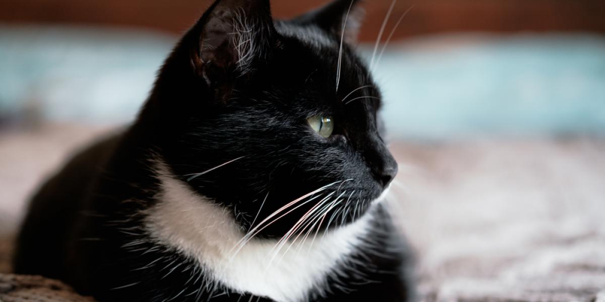 Mand begraver sin kat i haven: Pludselig opdager han, hvad han har gjort